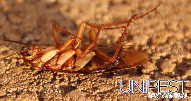 Unipest - Cockroaches
