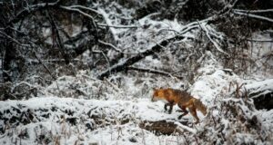 Fox