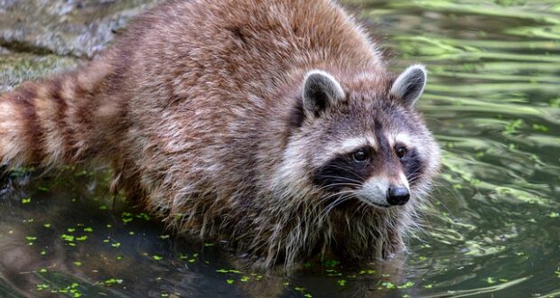 Raccoon