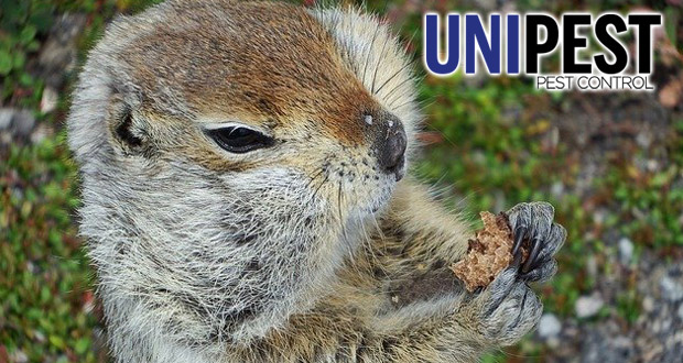 Gopher - Unipest