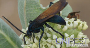 Tarantula Hawk