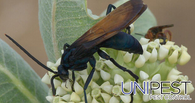 Tarantula Hawk