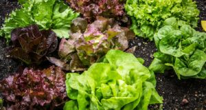 Several leafy green varieties pictured in soil