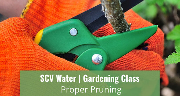 SC Water Proper Pruning