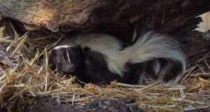 Skunk