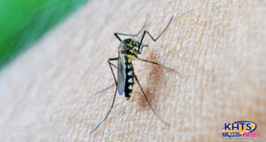 mosquito