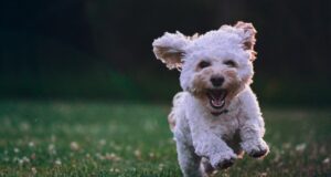 Dog Running