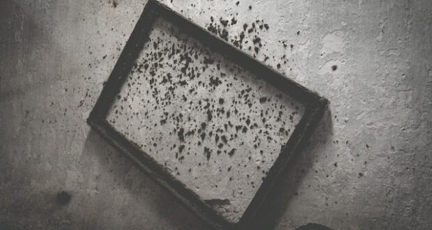 mold
