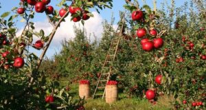 Apple Tree