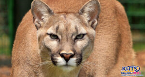 mountain lion