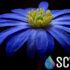 SCV Water Slider