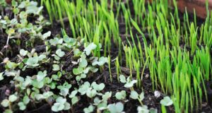 Microgreens