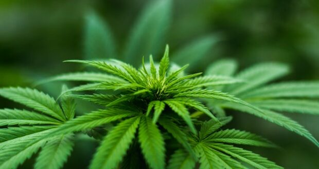 Cannabis