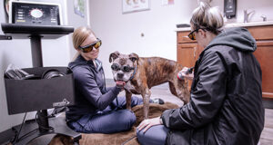 Cinema Vet - Santa Clarita Veterinarian