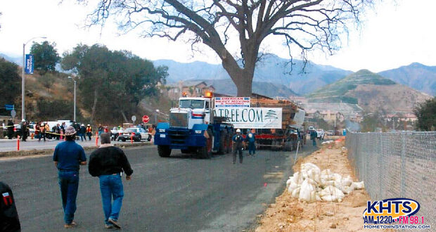 old glory oak moving 022823