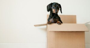 Dog in a box