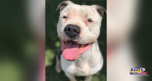 capone puppy featured 061623-1