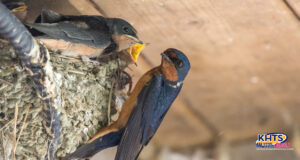 swallow nest featured hacker 061323
