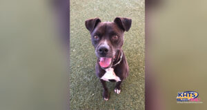 7/20/23 Jax Dog story
