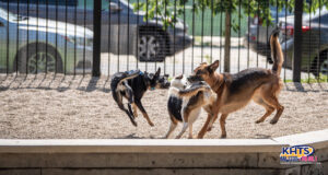 7/5/23 dog park