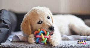 golden retriever puppy stock