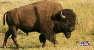 american bison buffalo 091323