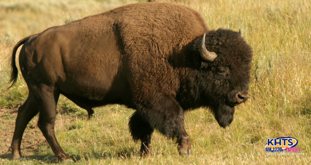 american bison buffalo 091323