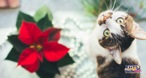 cat poinsetta 120123