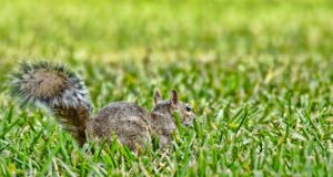 squirrel