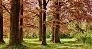 trees, park
