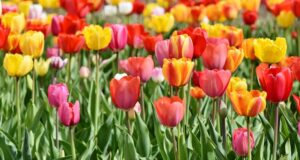 tulips