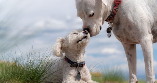 dogs