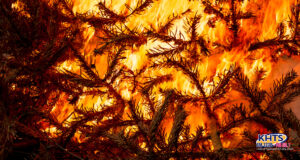 pine branches burning 010224