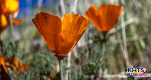 Poppies blooming at the Antelope Valley Poppy Reserve