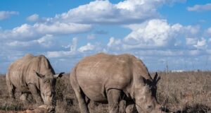 rhino