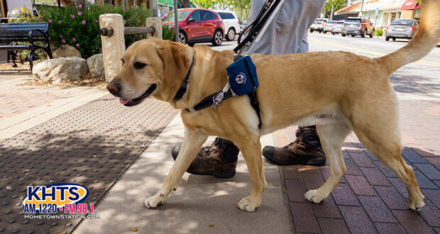 Tycho the Guide Dog