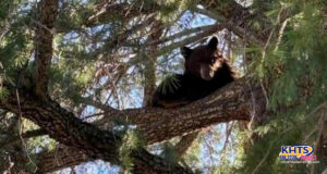 bear in tree castaic 042924 (1)