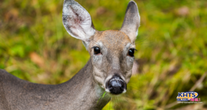 5/20/24 Dead Deer