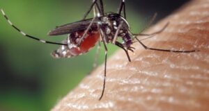 mosquito