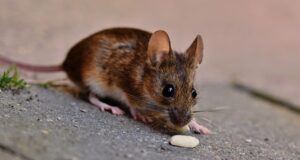 mouse