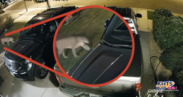 A mountain lion captures on a security camera