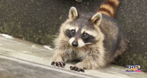 Raccoon 092324