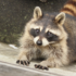 Raccoon 092324