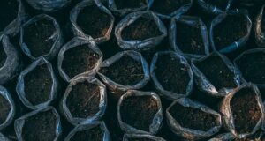 soil