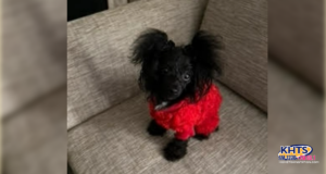 10/9/24 lost dog