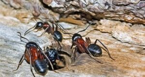 Unipest Ants- Photo from https://pixabay.com/images/search/ants/