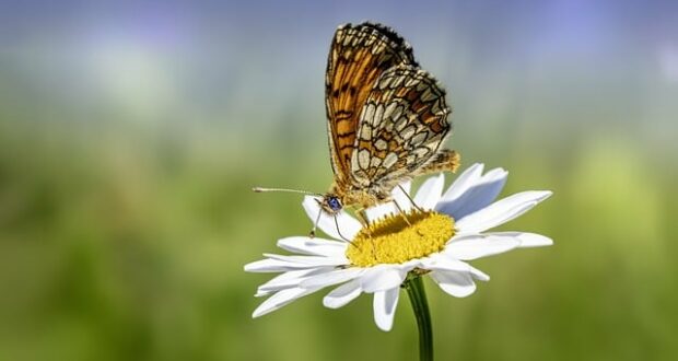 butterfly