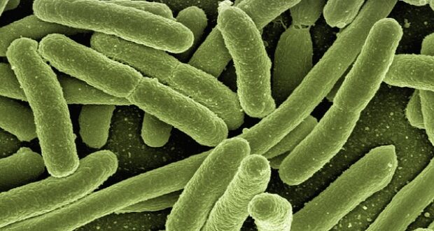 bacteria
