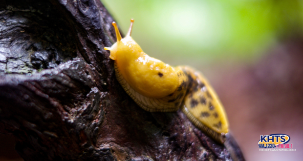 banana slug 122224