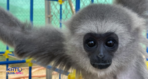 rocky gibbon 032525